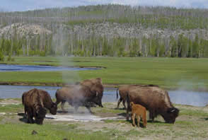 Bison viewing in Yellowstone wiki
